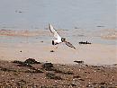 Click image for larger version. 

Name:	Oystercatcher DSC_0302.JPG 
Views:	161 
Size:	162.7 KB 
ID:	6693
