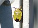 Click image for larger version. 

Name:	Green shield bug DSC_0006.jpg 
Views:	114 
Size:	137.7 KB 
ID:	6699