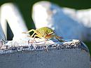 Click image for larger version. 

Name:	Green shield bug DSC_0015.jpg 
Views:	113 
Size:	159.9 KB 
ID:	6700