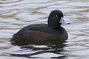 Click image for larger version. 

Name:	New Zealand ScaupDSCF2372.jpg 
Views:	179 
Size:	88.4 KB 
ID:	6703