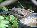 Click image for larger version. 

Name:	thrush3.jpg 
Views:	183 
Size:	213.9 KB 
ID:	6713