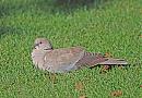 Click image for larger version. 

Name:	Collard Dove.JPG 
Views:	148 
Size:	273.9 KB 
ID:	6717