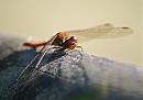 Click image for larger version. 

Name:	Common Darter DSC_0057.jpg 
Views:	170 
Size:	99.3 KB 
ID:	6732