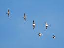 Click image for larger version. 

Name:	Wigeons DSC_0119.JPG 
Views:	168 
Size:	54.1 KB 
ID:	6738