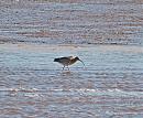 Click image for larger version. 

Name:	Curlew DSC_0084.JPG 
Views:	211 
Size:	223.7 KB 
ID:	6741