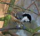 Click image for larger version. 

Name:	coaltit_meal.jpg 
Views:	184 
Size:	13.2 KB 
ID:	6778