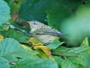 Click image for larger version. 

Name:	Humes Leaf Warbler DSC_0260.jpg 
Views:	179 
Size:	127.7 KB 
ID:	6801