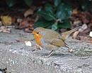 Click image for larger version. 

Name:	Robin DSC_0081.jpg 
Views:	172 
Size:	207.8 KB 
ID:	6814