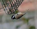 Click image for larger version. 

Name:	coaltit_2.jpg 
Views:	123 
Size:	99.8 KB 
ID:	6838