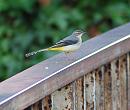 Click image for larger version. 

Name:	Grey wagtail DSC_0098.JPG 
Views:	185 
Size:	130.2 KB 
ID:	6986
