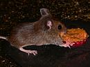 Click image for larger version. 

Name:	woodmouse.jpg 
Views:	166 
Size:	458.7 KB 
ID:	7031