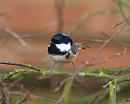 Click image for larger version. 

Name:	coal_tit_1_PB090216.jpg 
Views:	290 
Size:	109.0 KB 
ID:	7192