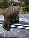 Click image for larger version. 

Name:	NZ Kea 16.11.2008 082 2.jpg 
Views:	188 
Size:	190.0 KB 
ID:	7248