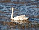 Click image for larger version. 

Name:	Mute Swan.jpg 
Views:	171 
Size:	291.7 KB 
ID:	7281