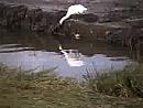 Click image for larger version. 

Name:	Little Egret.jpg 
Views:	147 
Size:	37.5 KB 
ID:	7351