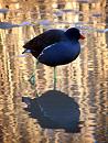 Click image for larger version. 

Name:	moorhen.jpg 
Views:	181 
Size:	138.4 KB 
ID:	7596