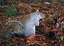 Click image for larger version. 

Name:	Squirrel-2-web.jpg 
Views:	163 
Size:	253.7 KB 
ID:	7640