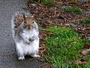Click image for larger version. 

Name:	Squirrel-And-Cheeky-with-it.jpg 
Views:	205 
Size:	200.9 KB 
ID:	7644