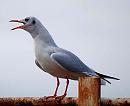 Click image for larger version. 

Name:	Black headed gull.jpg 
Views:	218 
Size:	76.0 KB 
ID:	766