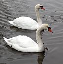 Click image for larger version. 

Name:	Pair-of-Mute-Swans-web.jpg 
Views:	227 
Size:	132.0 KB 
ID:	7662