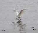 Click image for larger version. 

Name:	Little Egret.JPG 
Views:	275 
Size:	63.2 KB 
ID:	767