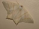 Click image for larger version. 

Name:	Swallow-tailed Moth - Ourapteryx sambucaria - DSCF7164 - SHRUNK.jpg 
Views:	168 
Size:	212.5 KB 
ID:	768