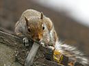 Click image for larger version. 

Name:	Squirrel_watching.jpg 
Views:	161 
Size:	372.0 KB 
ID:	774