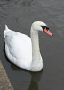Click image for larger version. 

Name:	mute-swan-web.jpg 
Views:	180 
Size:	69.7 KB 
ID:	7740