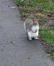 Click image for larger version. 

Name:	grey-squirrel-web.jpg 
Views:	200 
Size:	192.3 KB 
ID:	7741