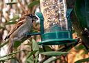 Click image for larger version. 

Name:	House-Sparrow.jpg 
Views:	163 
Size:	466.4 KB 
ID:	7750