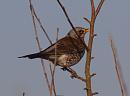 Click image for larger version. 

Name:	fieldfare_PC280916.jpg 
Views:	242 
Size:	106.6 KB 
ID:	7775
