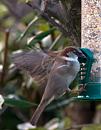 Click image for larger version. 

Name:	Sparrow-in-a-Flap.jpg 
Views:	179 
Size:	212.6 KB 
ID:	7823