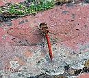 Click image for larger version. 

Name:	DSC_0021_314496 Common darter.jpg 
Views:	176 
Size:	203.3 KB 
ID:	793