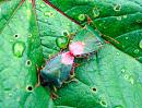 Click image for larger version. 

Name:	Green Shield Bugs.jpg 
Views:	961 
Size:	139.4 KB 
ID:	797