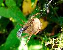 Click image for larger version. 

Name:	Common Orb - Weaver.jpg 
Views:	318 
Size:	107.0 KB 
ID:	802