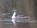 Click image for larger version. 

Name:	crested_grebe_P1191475.jpg 
Views:	210 
Size:	116.3 KB 
ID:	8030