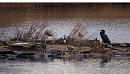 Click image for larger version. 

Name:	cormorants_P1191460.jpg 
Views:	205 
Size:	325.9 KB 
ID:	8031