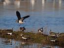 Click image for larger version. 

Name:	lapwing_8_P1191444.jpg 
Views:	337 
Size:	188.7 KB 
ID:	8048