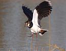 Click image for larger version. 

Name:	lapwing_1_P1191444.jpg 
Views:	166 
Size:	111.3 KB 
ID:	8049