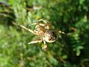Click image for larger version. 

Name:	Orb Web Spider - Araneus diadematus 8015 - SHRUNK.jpg 
Views:	511 
Size:	202.3 KB 
ID:	805