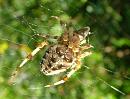 Click image for larger version. 

Name:	Orb Web Spider - Araneus diadematus 8038 - SHRUNK CROPPED.jpg 
Views:	11728 
Size:	269.6 KB 
ID:	806