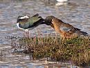 Click image for larger version. 

Name:	shoveller_lapwing_P1221856.jpg 
Views:	229 
Size:	258.1 KB 
ID:	8067