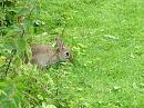 Click image for larger version. 

Name:	Baby Rabbit - 4661 - SHRUNK.jpg 
Views:	169 
Size:	197.7 KB 
ID:	820