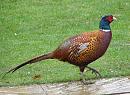 Click image for larger version. 

Name:	4 Proud pheasant.jpg 
Views:	206 
Size:	211.6 KB 
ID:	8318