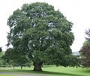 Click image for larger version. 

Name:	Oak tree.jpg 
Views:	195 
Size:	178.9 KB 
ID:	8377