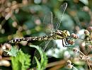 Click image for larger version. 

Name:	Migrant Hawker.jpg 
Views:	201 
Size:	109.8 KB 
ID:	843