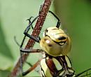 Click image for larger version. 

Name:	Migrant Hawker head.jpg 
Views:	194 
Size:	85.9 KB 
ID:	844