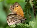 Click image for larger version. 

Name:	Meadow Brown.jpg 
Views:	833 
Size:	110.3 KB 
ID:	851