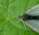 Click image for larger version. 

Name:	Small White Female Butterfly 4327 - SHRUNK.jpg 
Views:	273 
Size:	233.9 KB 
ID:	854