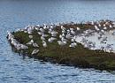 Click image for larger version. 

Name:	gull_city_P3022674.jpg 
Views:	425 
Size:	367.9 KB 
ID:	8548
